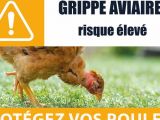 GRIPPE AVIAIRE : Le Finistère a été placé en zone de contrôle temporaire